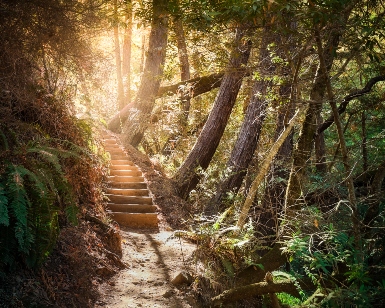 A view of a staircase on a wooded trail in the Baltimore Canyon Open Space Preserve.