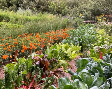 A view of a gommunity garden with lush flowers and vegetables growing in rows