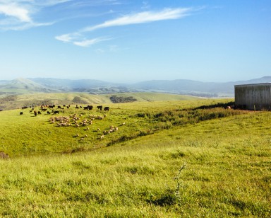 A view of Furlong Ranch, with cattle grazing on the left and a barn on the right.