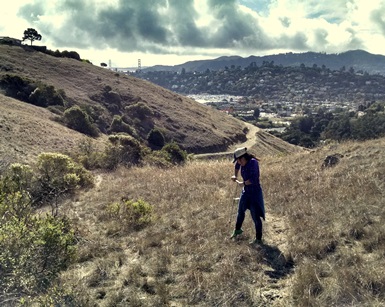 A female scientific researcher digs a shovel into earth on an open space preserve with the skyline of San Francisco in the background.
