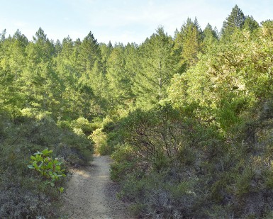 A photo of the Hunt Camp Trial in the Gary Giacomini Open Space Preserve.