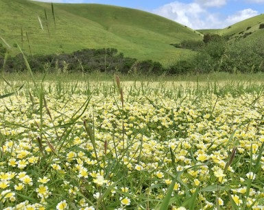 A view of Ielmorini Back Ranch, with yellow flowers a field and green hills in the background.