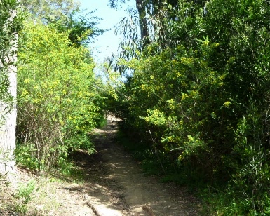 Invasive non-native plants are shown infringing on an unpaved trail in Marin.