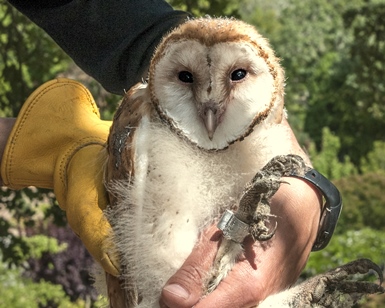 A closeup view of a baby owl, which will eventually be part of Parks' pest management plans