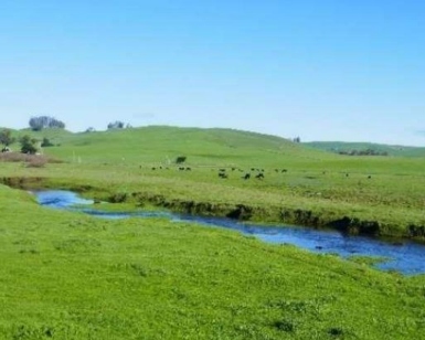 A view of green pasture and a creek at McDowell Ranch.
