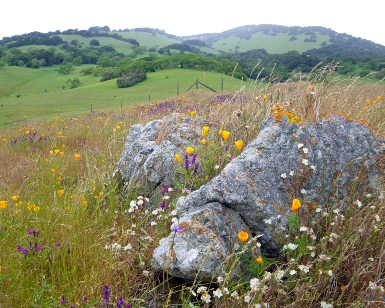 A rock at Mount Burdell Open Space Preserve covered with wildflowers with hills in the background.