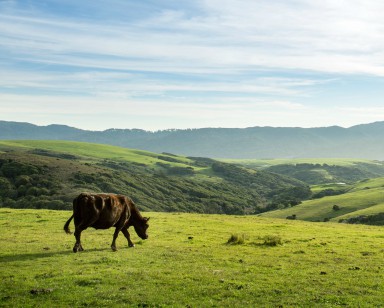 A cow grazes on pasture at Millerton Creek Ranch.