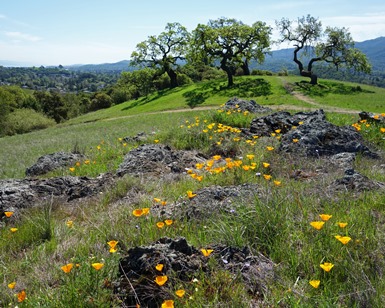 Poppies on a hillside overlooking Novato