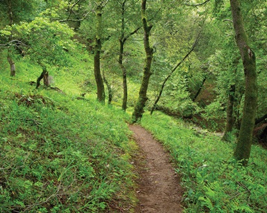 A dirt trail winds through a lush green forest