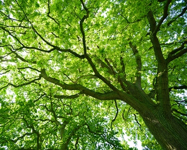 A view of a tree looking up from the ground, with branches and leaves filling the sky