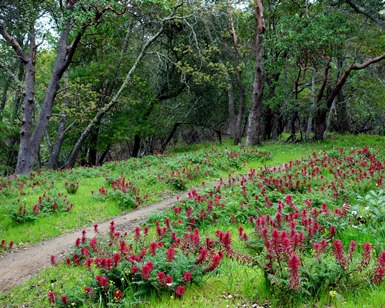 A view of an unpaved pathway in a lush meadow with brightly colored flowers.