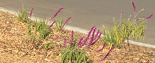 New landscaping on median in CSA 18