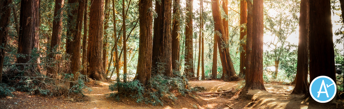 Redwood grove with Measure A logo