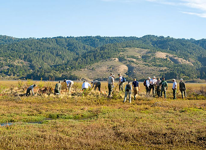 Parks staff working together on Kent Island resrtoration