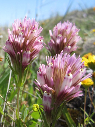 rare clover growing on Ring Mountain