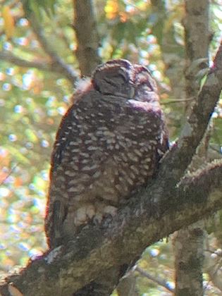 Juvenile spotted owl resting in a tree