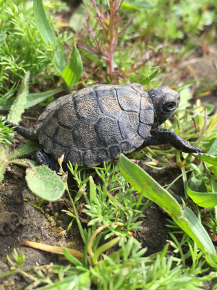 Young pond turtle crawling through green leaves