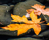 Maple leaves