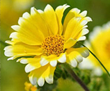 Yellow flower