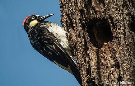 Acorn Woodpecker