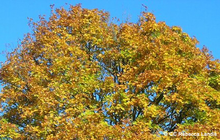 Maple tree leaves in fall colors