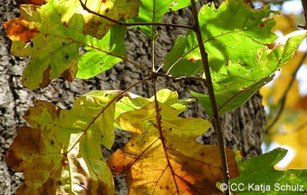 Black oak leaves, colorful in fall