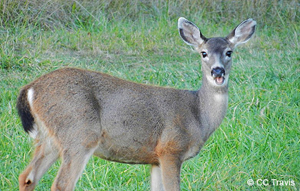 Columbian black-tailed deer standing in green grass