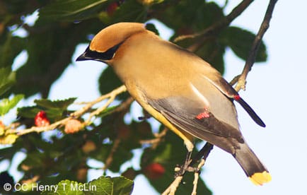 Cedar waxwing eating berries