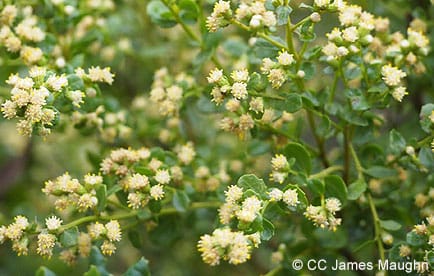 Coyote brush in flower
