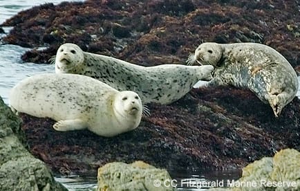 Harbor seals hauled out on rocks