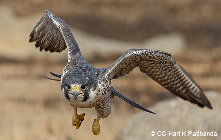 Peregrine falcon in flight