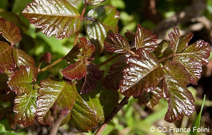 Close up of shiny poison oak leaves