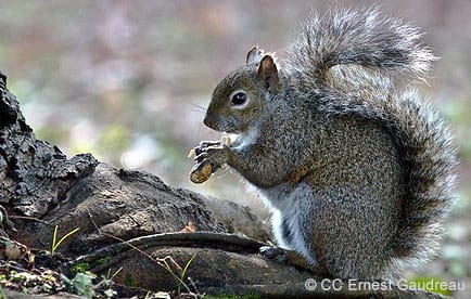Western gray squirrel foraging for nuts