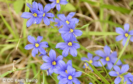 Blooming blue-eyed grass