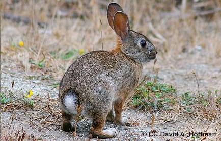 Brush Rabbit