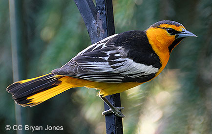 Bullock's oriole perching