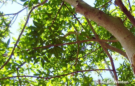 California Buckeye tree against the sky