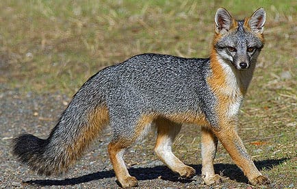 Gray Fox