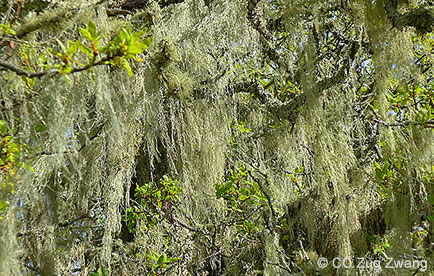 Lace lichen hanging from tree branches