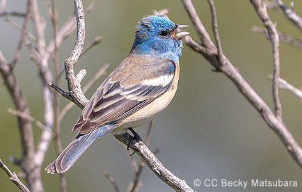 Lazuli bunting perching and singing