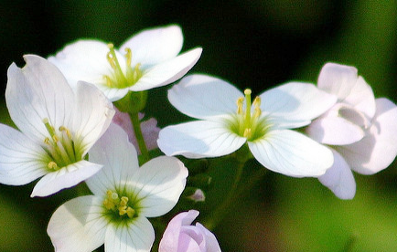 milkmaids