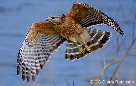Red-shouldered Hawk in flight