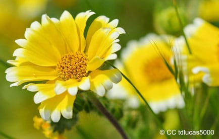 Tidy Tips wildflower
