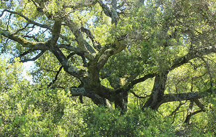 Giant oak tree in Bowman Canyon