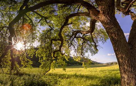 Sun shining through oak branches