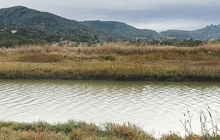 Gallinas Creek marshland