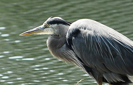 Great blue heron 