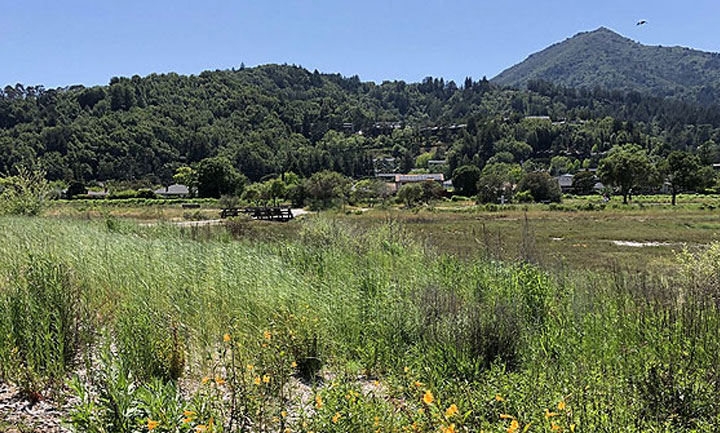 View of Mt. Tam from Creekside marsh