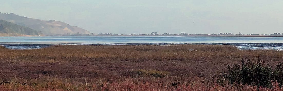Looking out over Bolinas marsh