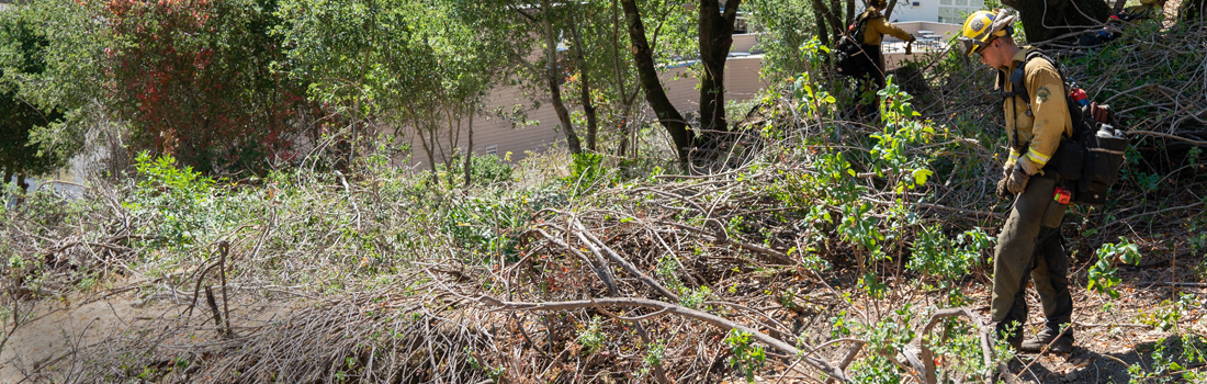 Man clearing brush to create defensible space